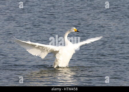 Weisser Schwan Rongcheng, Provinz Shandong, China Stockfoto