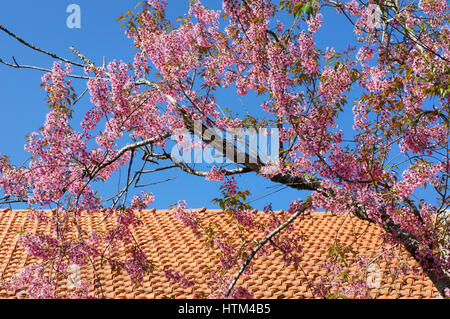 Frühlingsblume, schöne Sakura Blüte in lebendige rosa, Cherry Blossom ist etwas Besonderes von Dalat, Vietnam, blühen im Frühling machen abstrakten Hintergrund Stockfoto