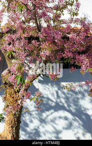 Frühlingsblume, schöne Sakura Blüte in lebendige rosa, Cherry Blossom ist etwas Besonderes von Dalat, Vietnam, blühen im Frühling machen abstrakten Hintergrund Stockfoto