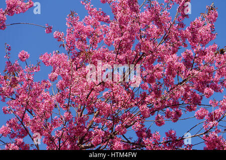 Frühlingsblume, schöne Sakura Blüte in lebendige rosa, Cherry Blossom ist etwas Besonderes von Dalat, Vietnam, blühen im Frühling machen abstrakten Hintergrund Stockfoto