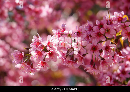 Frühlingsblume, schöne Sakura Blüte in lebendige rosa, Cherry Blossom ist etwas Besonderes von Dalat, Vietnam, blühen im Frühling machen abstrakten Hintergrund Stockfoto