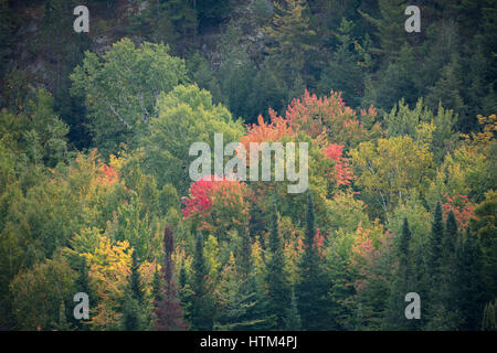 Herbstfärbung Farbsäume Charlton See, Nr. Felchen fällt, Bezirk von Sudbury, Ontario, Kanada Stockfoto