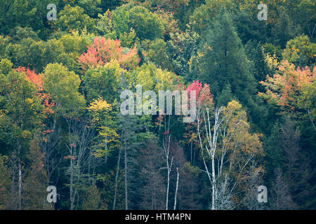 Herbstfärbung Farbsäume Charlton See, Nr. Felchen fällt, Bezirk von Sudbury, Ontario, Kanada Stockfoto