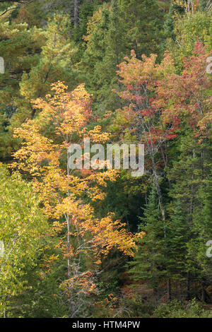 Herbstfärbung Farbsäume Charlton See, Nr. Felchen fällt, Bezirk von Sudbury, Ontario, Kanada Stockfoto