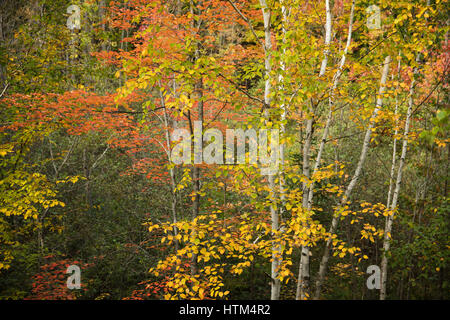 Herbstfärbung Farbsäume Charlton See, Nr. Felchen fällt, Bezirk von Sudbury, Ontario, Kanada Stockfoto