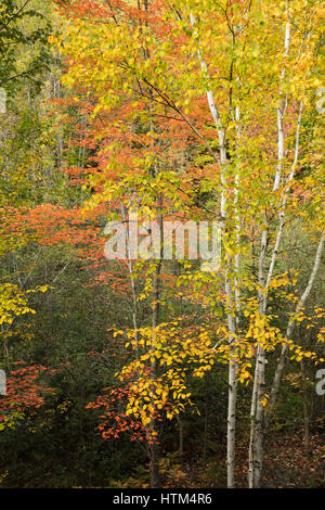 Herbstfärbung Farbsäume Charlton See, Nr. Felchen fällt, Bezirk von Sudbury, Ontario, Kanada Stockfoto