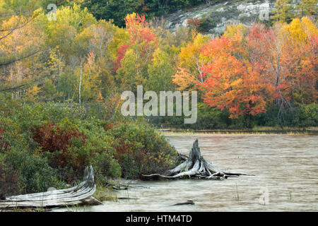 Herbstfärbung Farbsäume Frood See, Nr. Felchen fällt, Bezirk von Sudbury, Ontario, Kanada Stockfoto