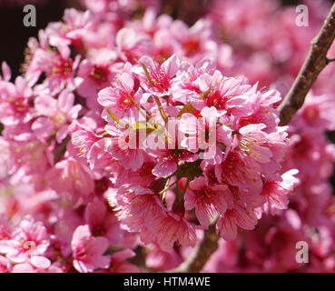 Frühlingsblume, schöne Sakura Blüte in lebendige rosa, Cherry Blossom ist etwas Besonderes von Dalat, Vietnam, blühen im Frühling machen abstrakten Hintergrund Stockfoto