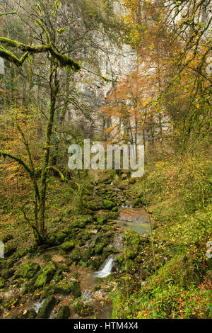 Herbstfärbung, Bief du Sarrazin, Gorge du Lison, Nans-Sous-Sainte-Anne, Franche-Comté, Frankreich Stockfoto