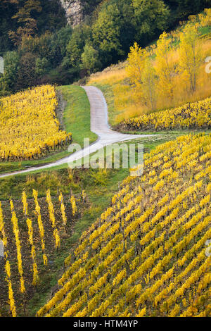 Herbstfarben in den Weinbergen rund um Château-Chalon, Jura, Franche-Comté, Frankreich Stockfoto