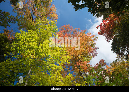 Herbstfarben in den Wäldern in der Nähe von Lake Grace, Killarney Provincial Park, Ontario, Kanada Stockfoto