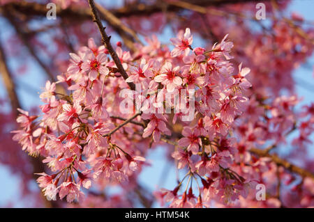 Frühlingsblume, schöne Sakura Blüte in lebendige rosa, Cherry Blossom ist etwas Besonderes von Dalat, Vietnam, blühen im Frühling machen abstrakten Hintergrund Stockfoto