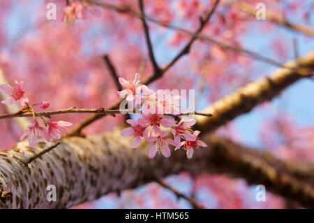 Frühlingsblume, schöne Sakura Blüte in lebendige rosa, Cherry Blossom ist etwas Besonderes von Dalat, Vietnam, blühen im Frühling machen abstrakten Hintergrund Stockfoto