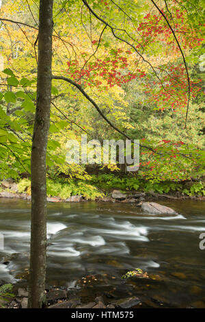 Herbstfarben entlang des Flusses Habichtsbitterkraut auf Ragged Falls Provincial Park, Ontario, Kanada Stockfoto