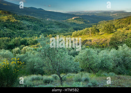 Seggiano, Provinz Grosseto, Toskana, Italien Stockfoto