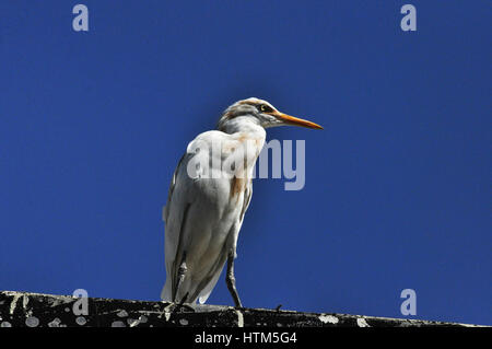Noida, Uttar Pradesh, Indien - 9. Januar 2014: A Young Kuhreiher (Bubulcus Ibis) sitzt auf einem Gebäude während der Brutzeit in Noida, Uttar Prades Stockfoto