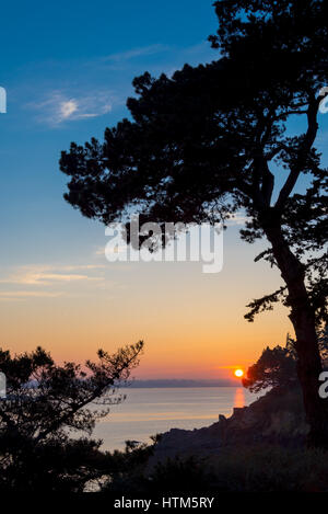 Silhouette einer Tanne im Sonnenuntergang, Kanal-Meer im Hintergrund, Bretagne in der Nähe von Saint-Malo, Frankreich Stockfoto