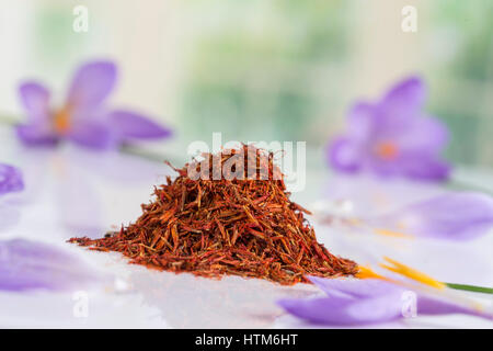Krokusse blühen und getrocknet Safrangewürz auf weißem Hintergrund. Stockfoto