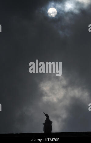 Noida, Uttar Pradesh, Indien - 22. September 2014: A Lonely Kuhreiher (Bubulcus Ibis) sitzt auf einem Gebäude mit Vollmond am Himmel in Noida, Uttar Stockfoto