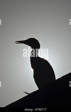 Noida, Uttar Pradesh, Indien - 17. September 2015: Silhouette von einem einsamen Kuhreiher (Bubulcus Ibis) sitzt auf einem Gebäude in Noida, Uttar Pradesh, Stockfoto