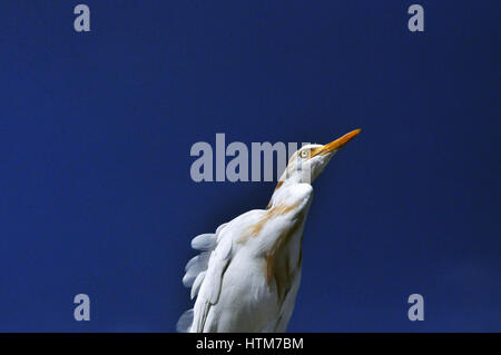 Noida, Uttar Pradesh, Indien - 12. September 2013: A Kuhreiher (Bubulcus Ibis) sitzt auf einem Gebäude mit dunkelblauen Himmel während der Brutzeit. Es ist Stockfoto
