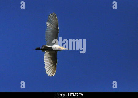 Noida, Uttar Pradesh, Indien - 12. September 2013: A Kuhreiher (Bubulcus Ibis) sitzt auf einem Gebäude mit dunkelblauen Himmel während der Brutzeit. Es ist Stockfoto