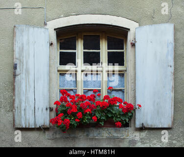 Garten Geranie (Pelargonium Hortorum) auf das Fenster in Eguisheim, Elsass, Frankreich. Stockfoto