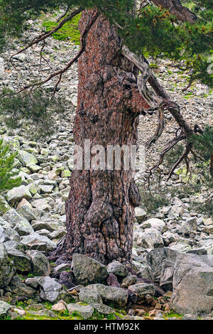 Frankreich-Korsika-Stamm verbreiten Detail der korsische Kiefer (Pinus Nigra Lärche) Unterart auf Korsika und in Süditalien Stockfoto