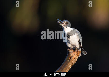 Ein Gürtel Eisvogel frisst einen kleinen Rasen Garnelen während thront auf einem Ast in der frühen Morgensonne mit einem dunklen Hintergrund. Stockfoto