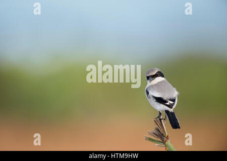 Eine unechte Shrike hockt auf einem Palmwedel vor einem glatten Hintergrund zeigt die Boden, Bäume und Himmel in weiches Licht am Nachmittag. Stockfoto