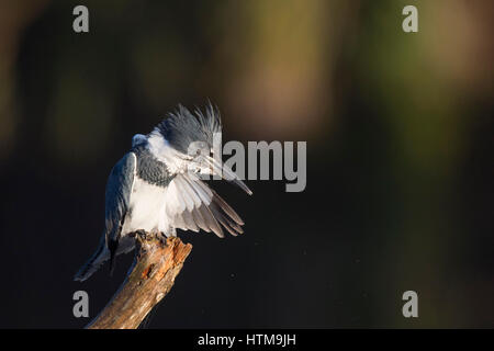 Ein männlicher Eisvogel Belted hockt in der frühen Morgensonne auf einen großen Ast vor einem dunklen Hintergrund. Stockfoto