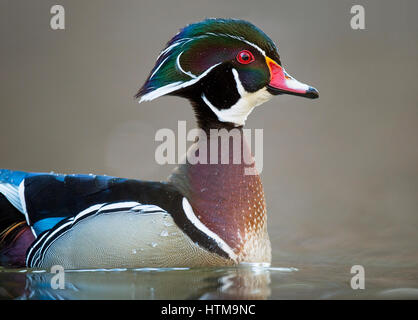 Ein brillant farbige Brautente Drake zeigt seine Farben in weiches Licht mit einem glatten braunen Hintergrund. Stockfoto