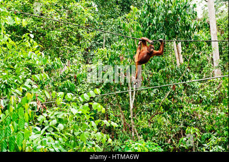 Orang-Utans im Bereich der primären Regenwald in Sepilok Orang Utan Rehabilitation Centre. Borneo, Malaysia. Stockfoto