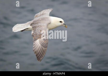 Fulmar im Flug fliegen von links nach rechts mit dem Meer im Hintergrund Stockfoto