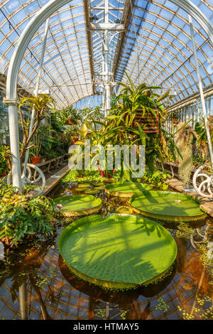 Innere des Palmenhauses im Garten Gesellschaft von Göteborg Stockfoto