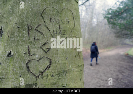 Herzen in einem Baum geschnitzt Stockfoto