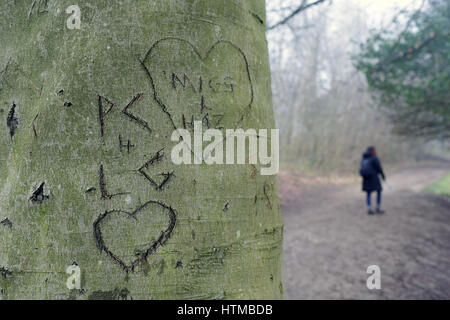 Herzen in einem Baum geschnitzt Stockfoto