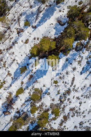 Wald in Laponia Bereich, Stora Sjofallet Nationalpark, Lappland, Schweden.  World Heritage Area. Stockfoto