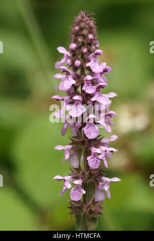 Niederwendischen palustris Stockfoto