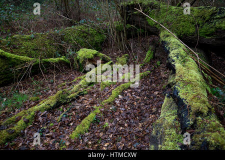 Moos und Flechten bedeckt tote Baumstämme im Regen auf dem National Trust Bookham Commons im Winter 2017 Stockfoto