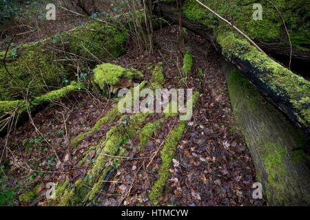 Moos und Flechten bedeckt tote Baumstämme im Regen auf dem National Trust Bookham Commons im Winter 2017 Stockfoto