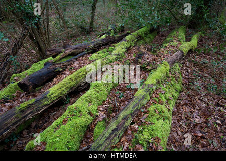 Moos und Flechten bedeckt tote Baumstämme im Regen auf dem National Trust Bookham Commons im Winter 2017 Stockfoto