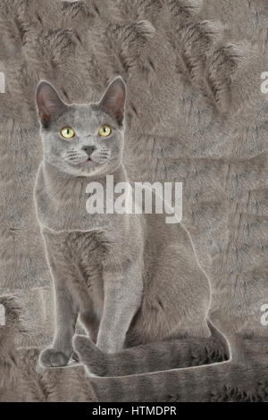 Russisch Blau, Hauskatze (Felis Silvestris Catus), Kater, 8 Monate, digital manipuliert Stockfoto