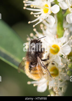 gemeinsamen Biene sammelt Pollen von Blumen auf einer Wiese Stockfoto