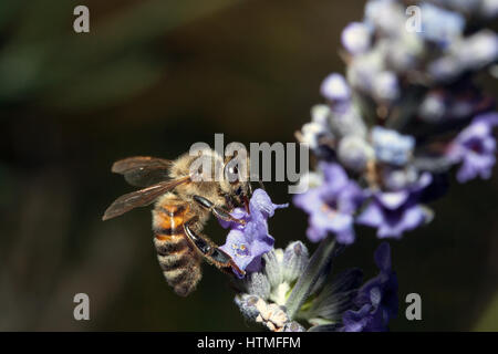 gemeinsamen Biene sammelt Pollen von Blumen auf einer Wiese Stockfoto