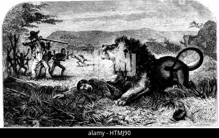 David Livingstone (1813-1873) durch Mebalwe, eine native Schulmeister von einem Löwen gerettet. Von "Missionar reist und erforscht in Südafrika" David Livingstone (London 1857). Gravur. Stockfoto