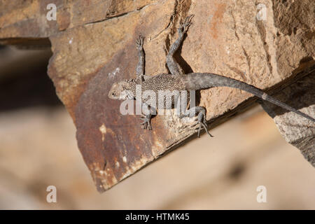 Der Kaschmir Rock Agama (Laudakia Tuberculata) ist eine Art der Agamen Eidechse in N Pakistan, Indien, Nepal, Afghanistan und China gefunden Stockfoto