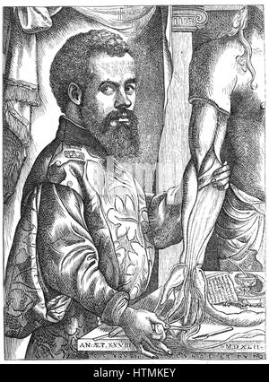 Flämischen Anatomen Andreas Vesalius (1514-1564). Stich nach Jan Stephanus van Calcker (Calcar) c.1499-1546 Stockfoto