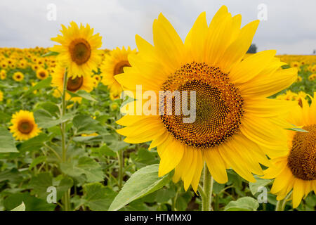 Close-up-Fotografie von schönen Sonnenblumen auf dem Feld Stockfoto