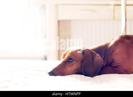 Dackel-Porträt auf weißen Bett liegend mit traurigen Gesichtsausdruck Stockfoto